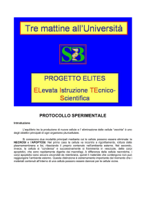 Reagenti forniti e numero di identificazione