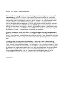 Scienza/ Ecco perché la cornea è trasparente L`assenza di vasi
