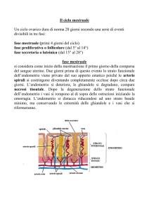 Il ciclo mestruale