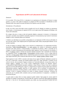 Relazione di Biologia Esperimento sul DNA nel Laboratorio di