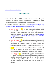 interfase