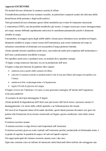 escretore_scritto2pag