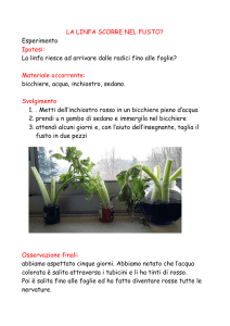 LA LINFA SCORRE NEL FUSTO
