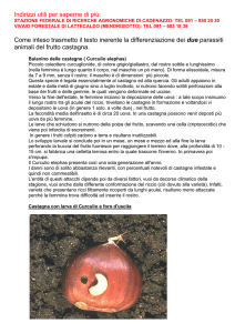 Informazioni aggiuntive sul tema con foto