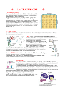Appunti Biologia