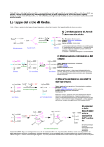 es bioch -reazioni ciclo di krebs