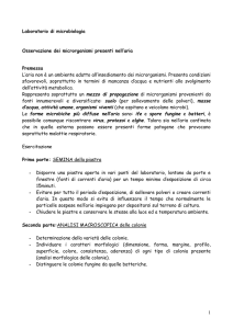 Osservazione dei microrganismi presenti nell`aria