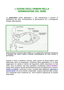 L`AZIONE DEGLI ORMONI NELLA GERMINAZIONE DEL SEME Le