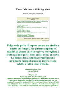 Pianta delle uova