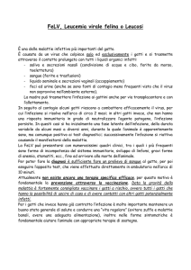 Leucemia felina - Ambulatorio Veterinario Il Prato