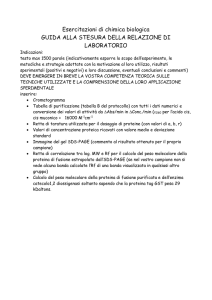 Relazione di laboratorio: esercitazioni di chimica biologica