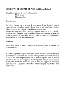 SCIROPPO DI GEMME DI PINO (di Elena Bulloni) Ingredienti
