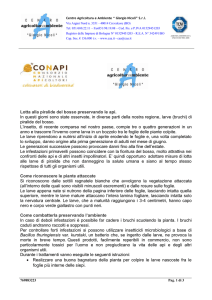 piralide del bosso - Comune di Gualtieri