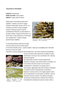 Equisetum telmateja