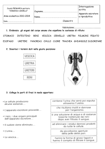 Interrogazione scritta sull`apparato escretore ed