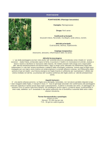 piantaggine - Farmacia S. Antonio – Brescia
