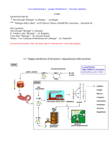 Biosintesi: DNA, mRNA, tRNA, AA, ribosomi