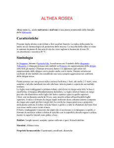 Accumulazione Di Hollyhock - 3 Varietà (RISPARMI 34%) Non c`è