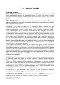 Pera Campana (varietà) Relazione tecnica CENNI STORICI ED