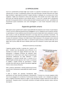 riproduzione - ricerche del corso C