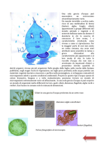 Una sola goccia d`acqua può nascondere un microcosmo