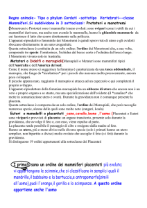 approfondimento mammiferi