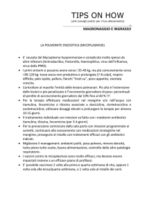 La polmonite enzootica