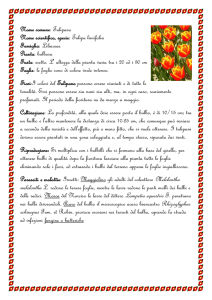 Tulipa
