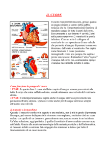 Circolazione per la scuola media