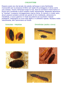 COLEOTTERI Gli adulti hanno quattro ali membranose lunghe