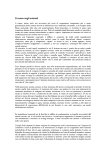 Il sonno negli animali