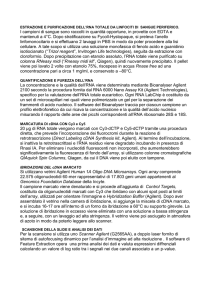 quantificazione e purezza dell`rna