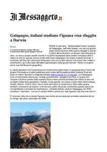 Galapagos, italiani studiano l`iguana rosa sfuggita a Darwin