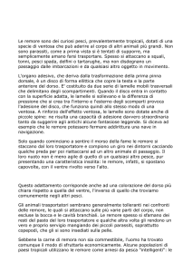 Le remore sono dei curiosi pesci