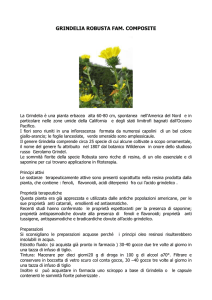 grindelia robusta - di Carolina Bosco