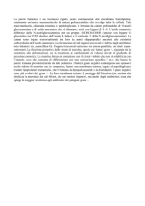 La parete batterica è un involucro rigido, posto esternamente alla