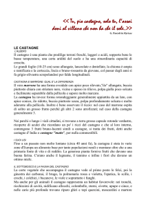 Il castagno