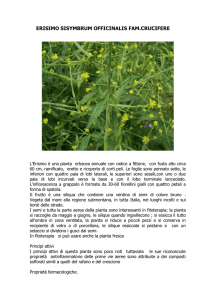 erisimo sisymbrum officinalis fam