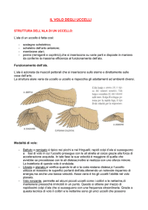 leggi - ARRICCIATI del NORD