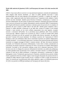 Ruolo della molecola di giunzione JAM