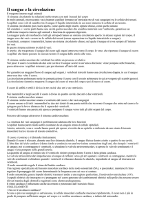 circolatorio_scritto2