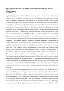 RELAZIONE DI ATTIVITA` DEL PRIMO ANNO DI DOTTORATO