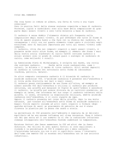 Sintesi del ciclo del carbonio