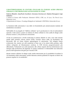 blande_debelli