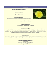 pilosella - Farmacia S. Antonio – Brescia