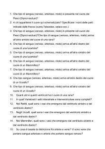 Che tipo di sangue (venoso, arterioso, misto) è presente nel cuore