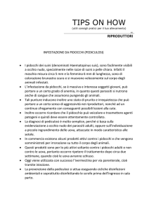 Infestazione da pidocchi