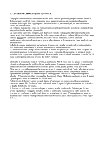 versione Word