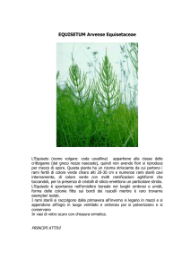 Equisetum Arvense Equisetaceae Nome volgare