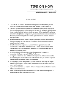 Il mal rossino